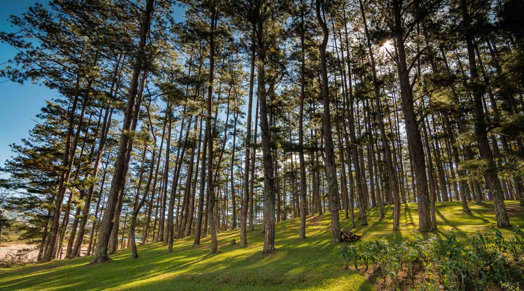 Khung cảnh Đà Lạt vào mùa khô với nắng nhẹ và không khí trong lành