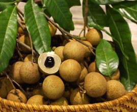 Nhãn lồng Phố Hiến, đặc sản nổi tiếng với hương vị ngọt thơm đặc trưng của Hưng Yên