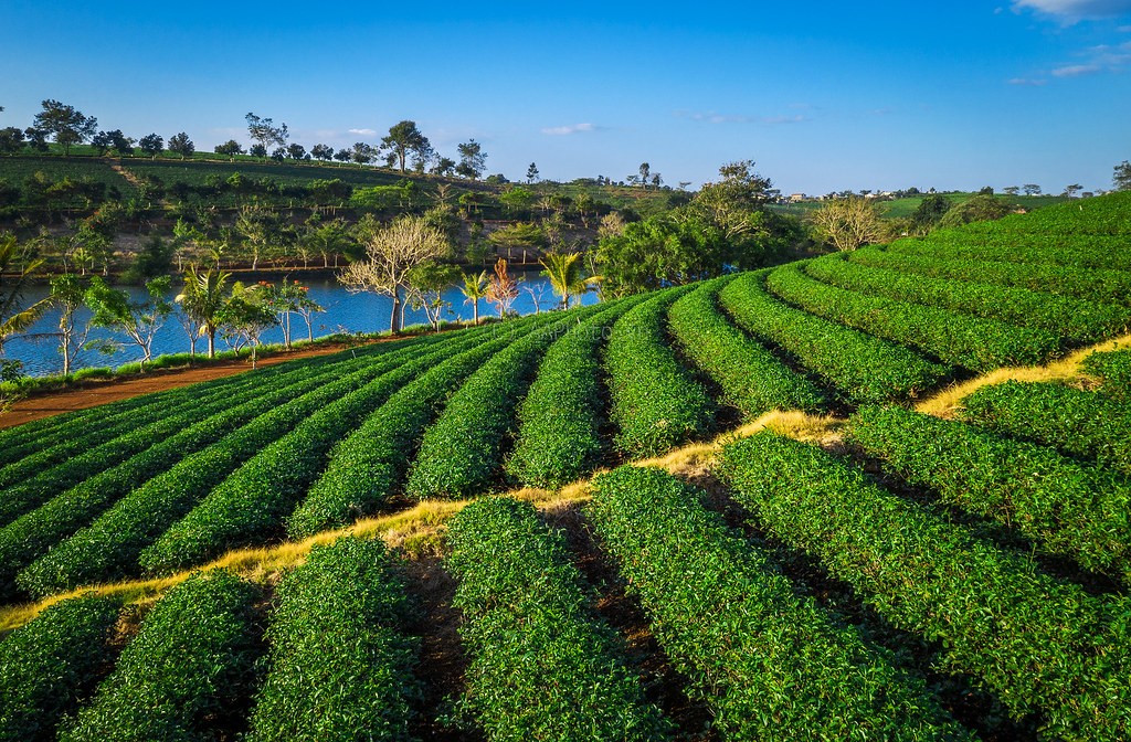 Những luống chè xanh mướt tại Đồi chè Tâm Châu