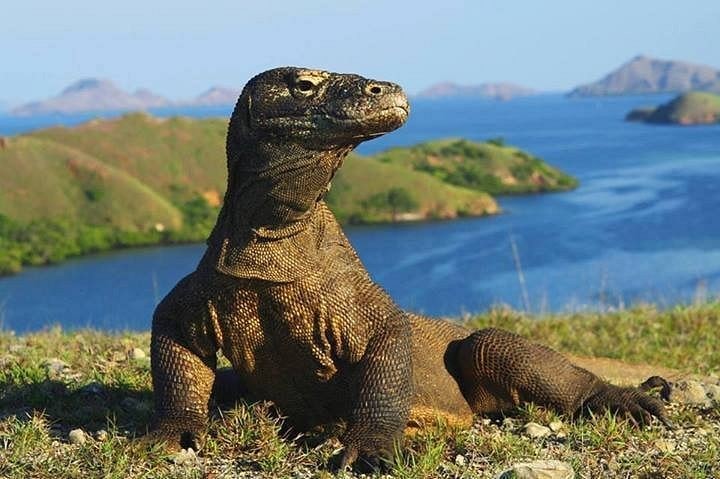 Khám phá đảo rồng Komodo và Rinca