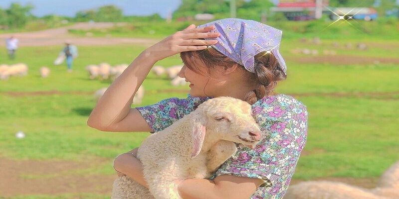 Khách tham quan thích thú chụp ảnh cùng đàn cừu tại Đồng Cừu Suối Nghệ