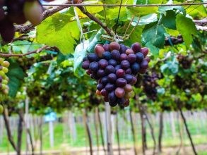 Vườn nho Phan Thiết, sống ảo cực chill