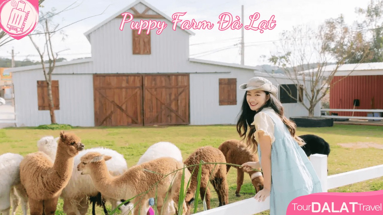 Hình ảnh những chú chó đáng yêu tại Puppy Farm Đà Lạt