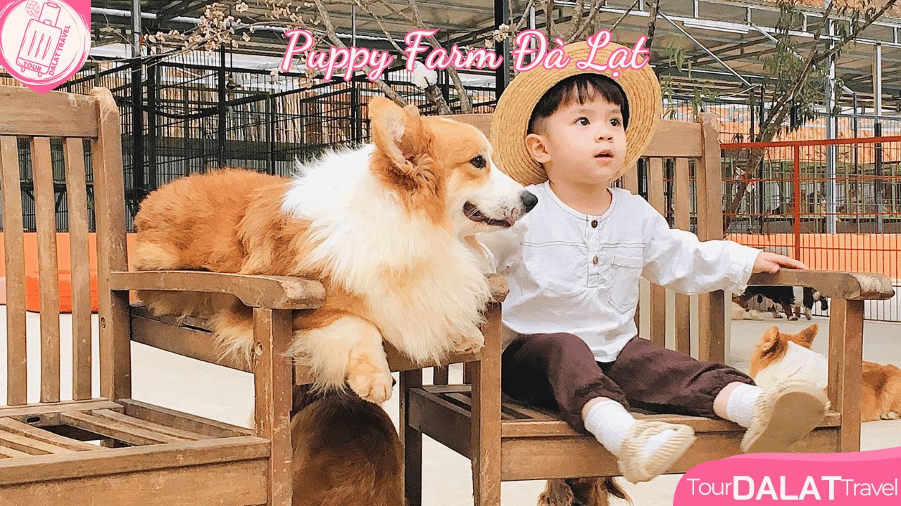 Du khách vui chơi cùng các chú cún tại Puppy Farm Đà Lạt