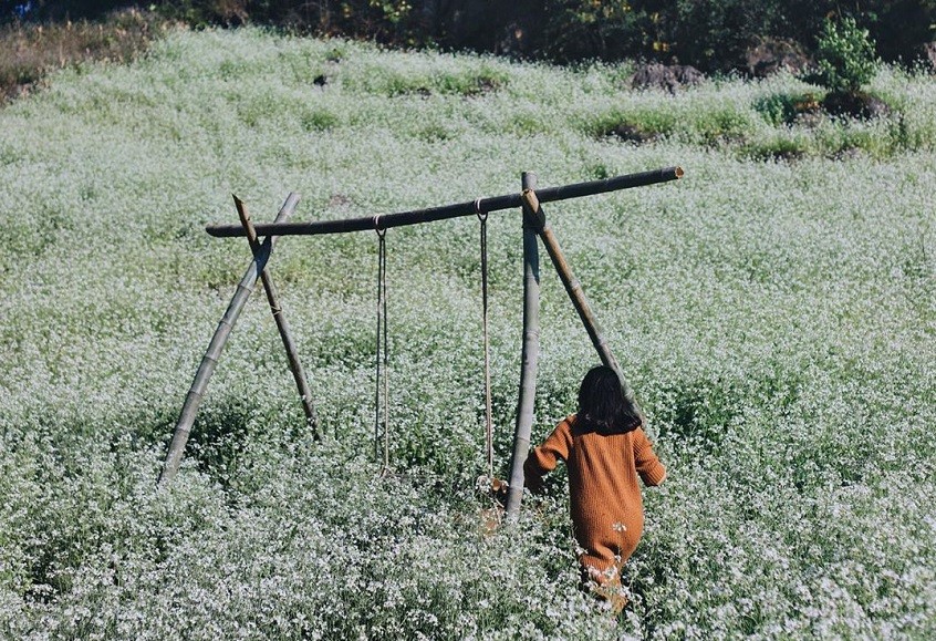 Khách du lịch chụp ảnh check-in trên cánh đồng hoa cải trắng