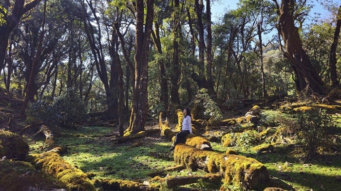 Cảnh rừng nguyên sinh Tà Xùa với rêu phủ dày, ma mị