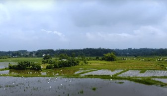 Khung cảnh yên bình và đàn cò trắng tại đồi cò Ngọc Nhị Ba Vì