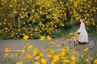 Mùa hoa dã quỳ nở rộ sắc vàng rực rỡ ở Ba Vì