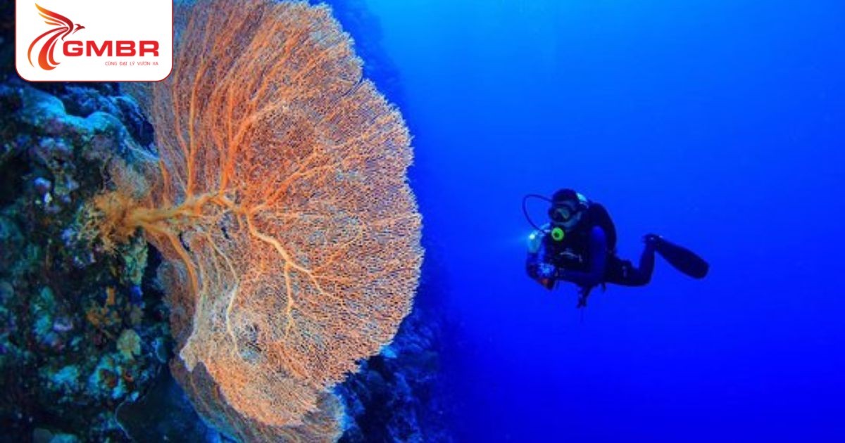 Vách san hô Big Drop-Off nổi tiếng, thiên đường cho thợ lặn