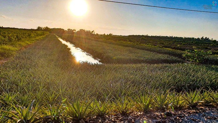 Cánh đồng khóm (dứa) bạt ngàn tại Tân Phước