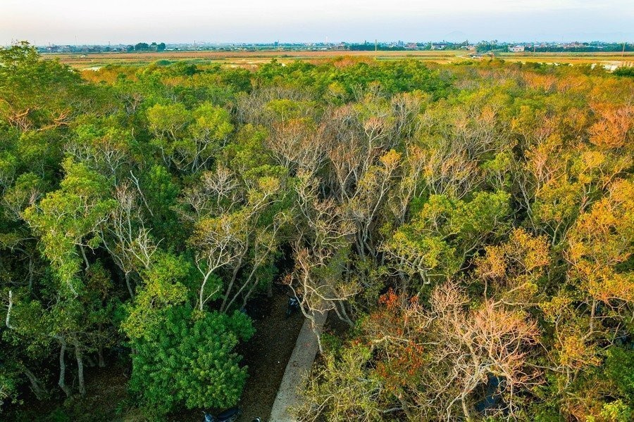 Vẻ đẹp hoang sơ và huyền bí của Rừng ngập mặn Rú Chá