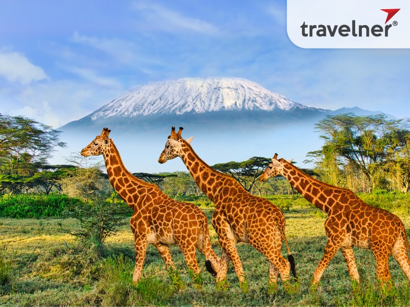 the flora and fauna in rwanda are extremely plentiful 1672727892 1