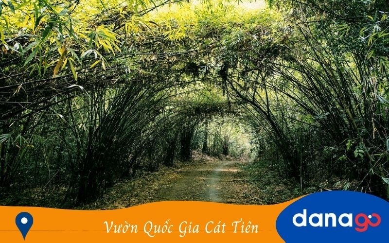 Rừng nguyên sinh tại Vườn Quốc gia Cát Tiên