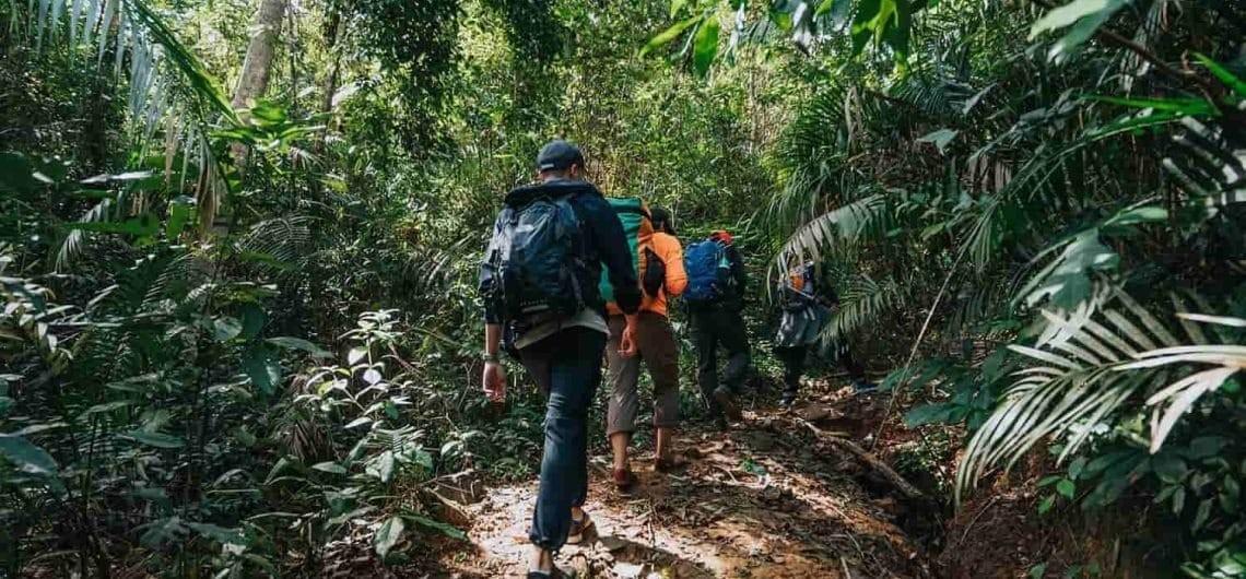 Đoàn người đang trekking trong rừng