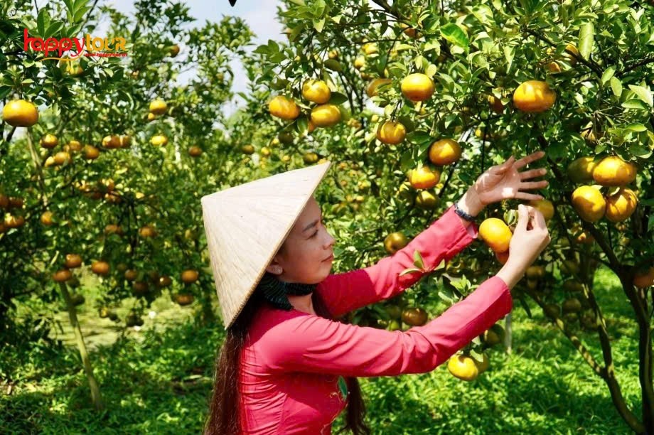 Cận cảnh những trái quýt hồng căng tròn, mọng nước