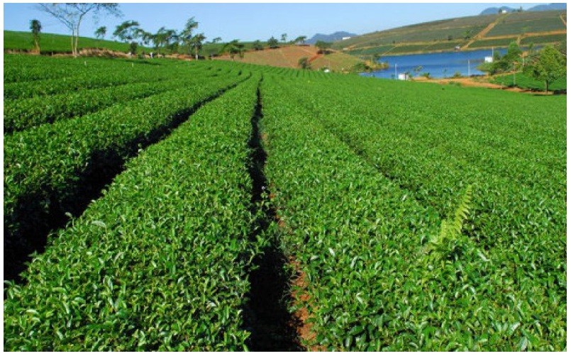 Toàn cảnh một khu vực trồng chè xanh mướt tại Thái Nguyên