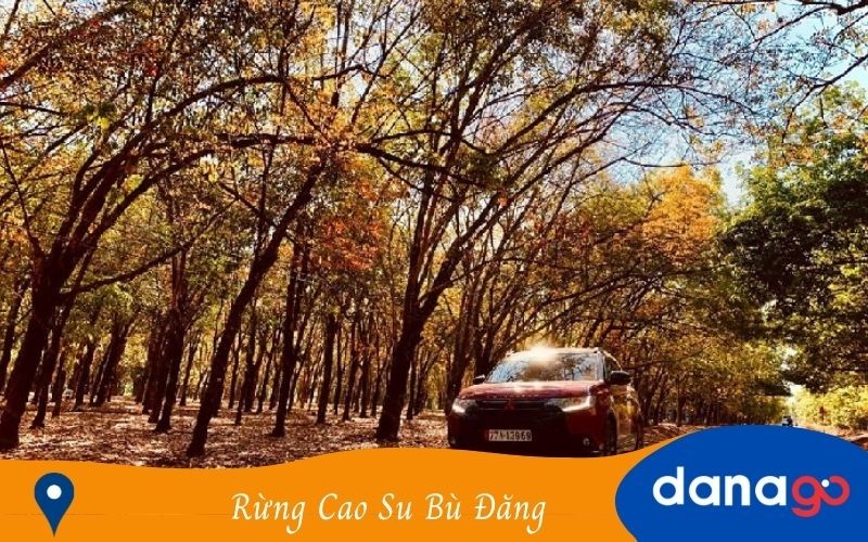 Cảnh quan rừng cao su Bù Đăng