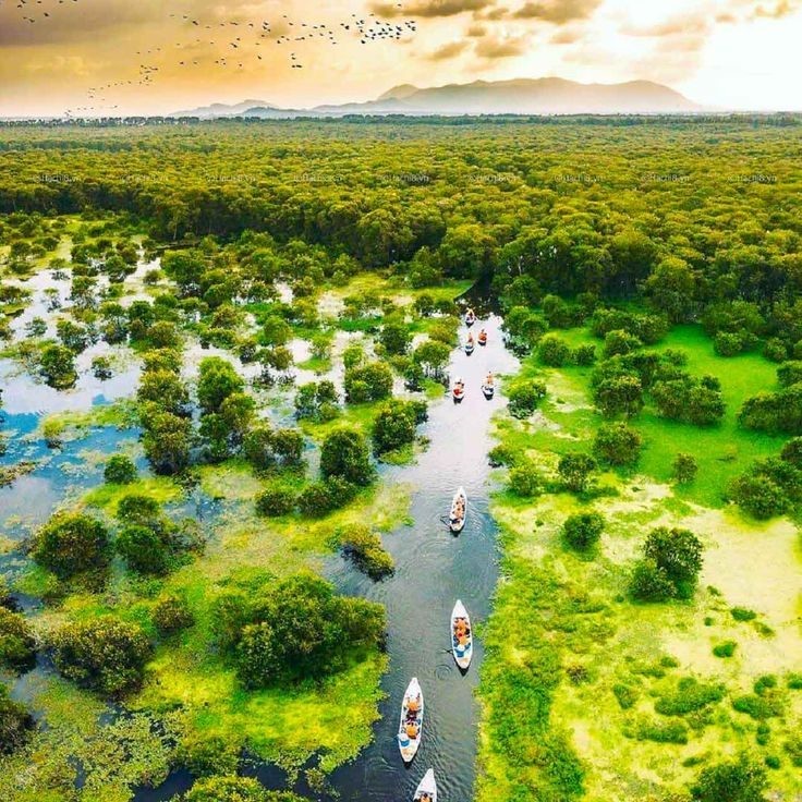 Rừng tràm Trà Sư, An Giang