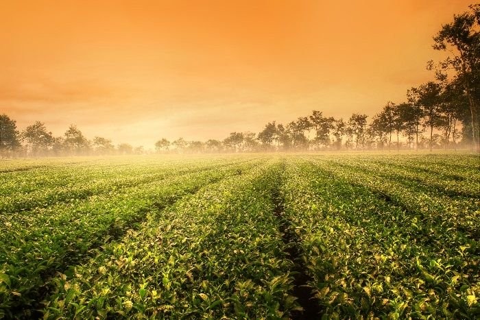 Đồi Chè Biển Hồ