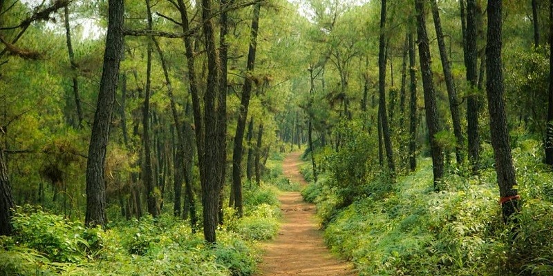 Đồi Thiên An xanh mướt