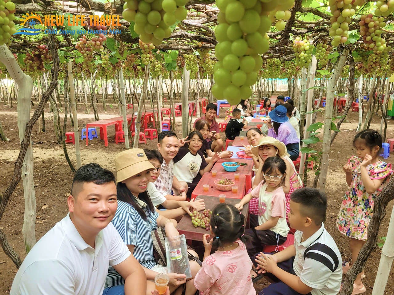 Du khách tham quan vườn nho Ninh Thuận