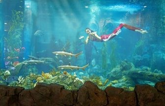 Cận cảnh một khu vực bên trong thủy cung Vinpearl Aquarium, với nhiều sinh vật biển đa dạng màu sắc.