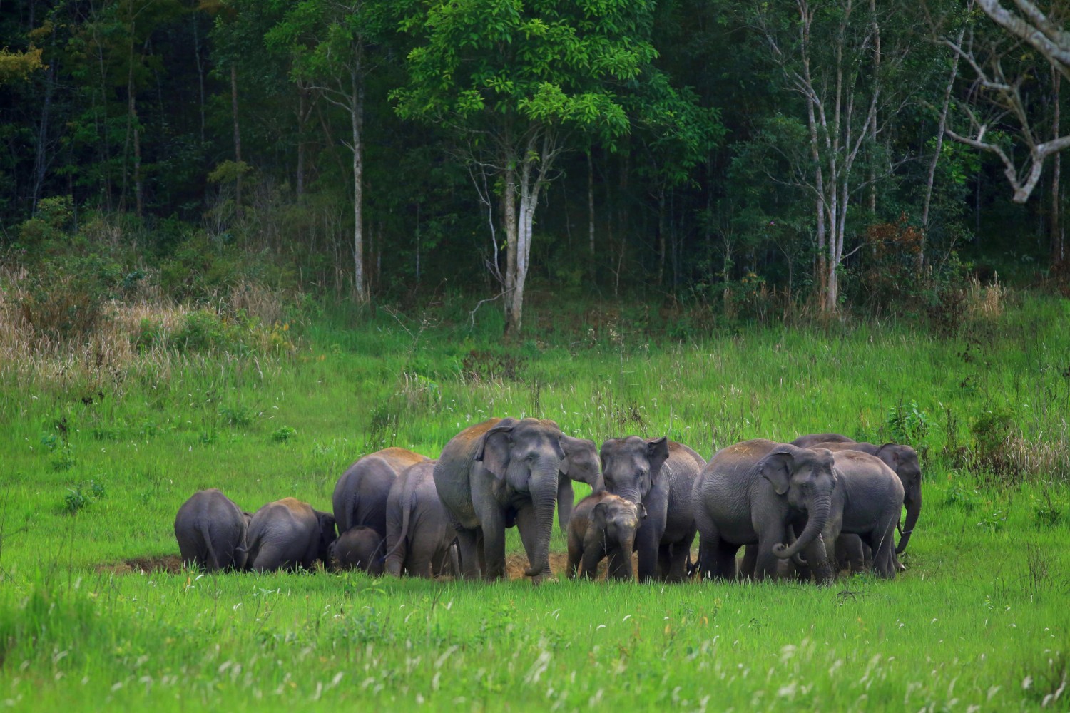 Voi ở Công viên Quốc gia Khao Yai