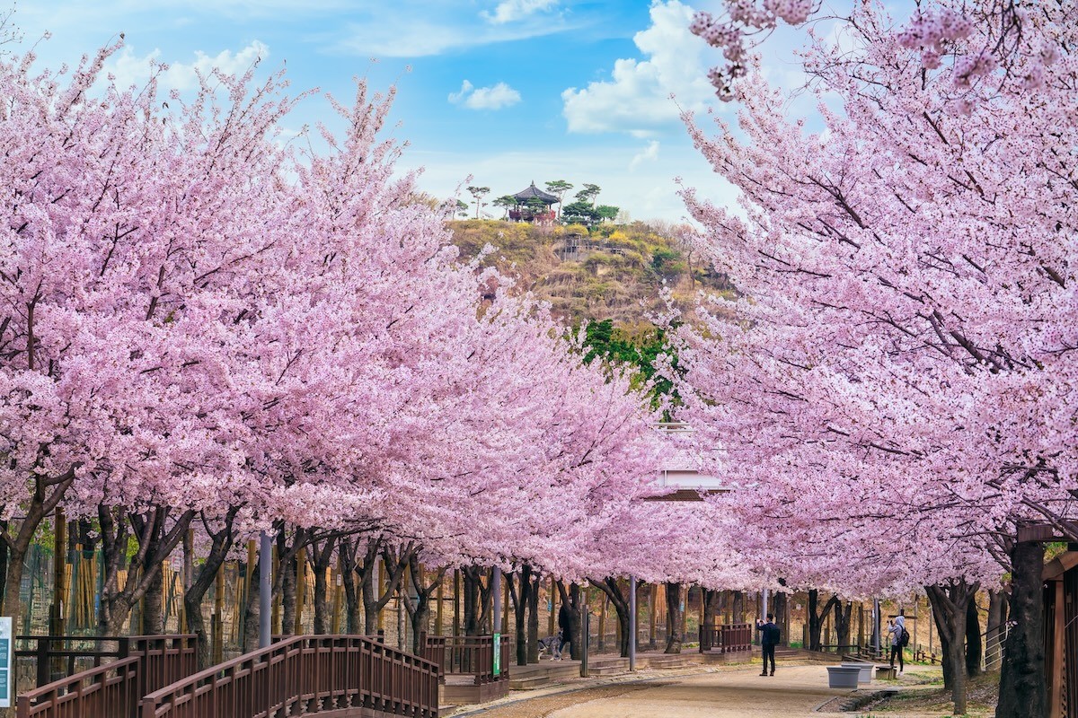 Quang cảnh Rừng Seoul rực rỡ sắc hoa anh đào