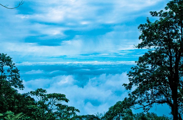 Hệ động vật hoang dã