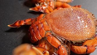 Cua huỳnh đế Tam Quan có thịt săn chắc, thơm ngọt