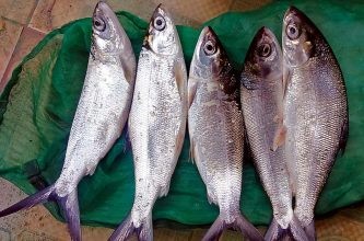 Cá chua có thịt ngọt, thơm và dễ chế biến thành nhiều món ăn đặc sắc