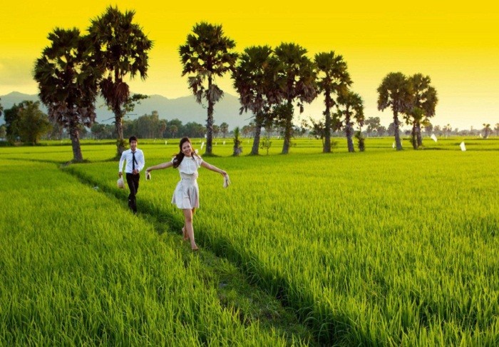 Khung cảnh yên bình giữa cánh đồng lúa và cây thốt nốt
