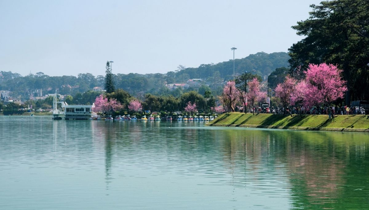 Khung cảnh nên thơ bên Hồ Xuân Hương với những cây mai anh đào