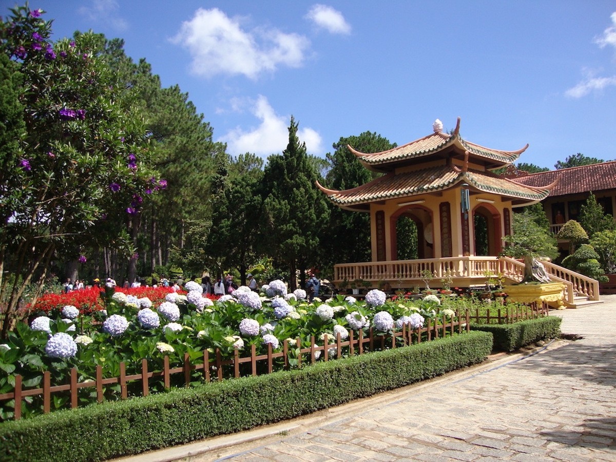 Cảnh sắc thanh tịnh tại Thiền Viện Trúc Lâm với hoa mai anh đào
