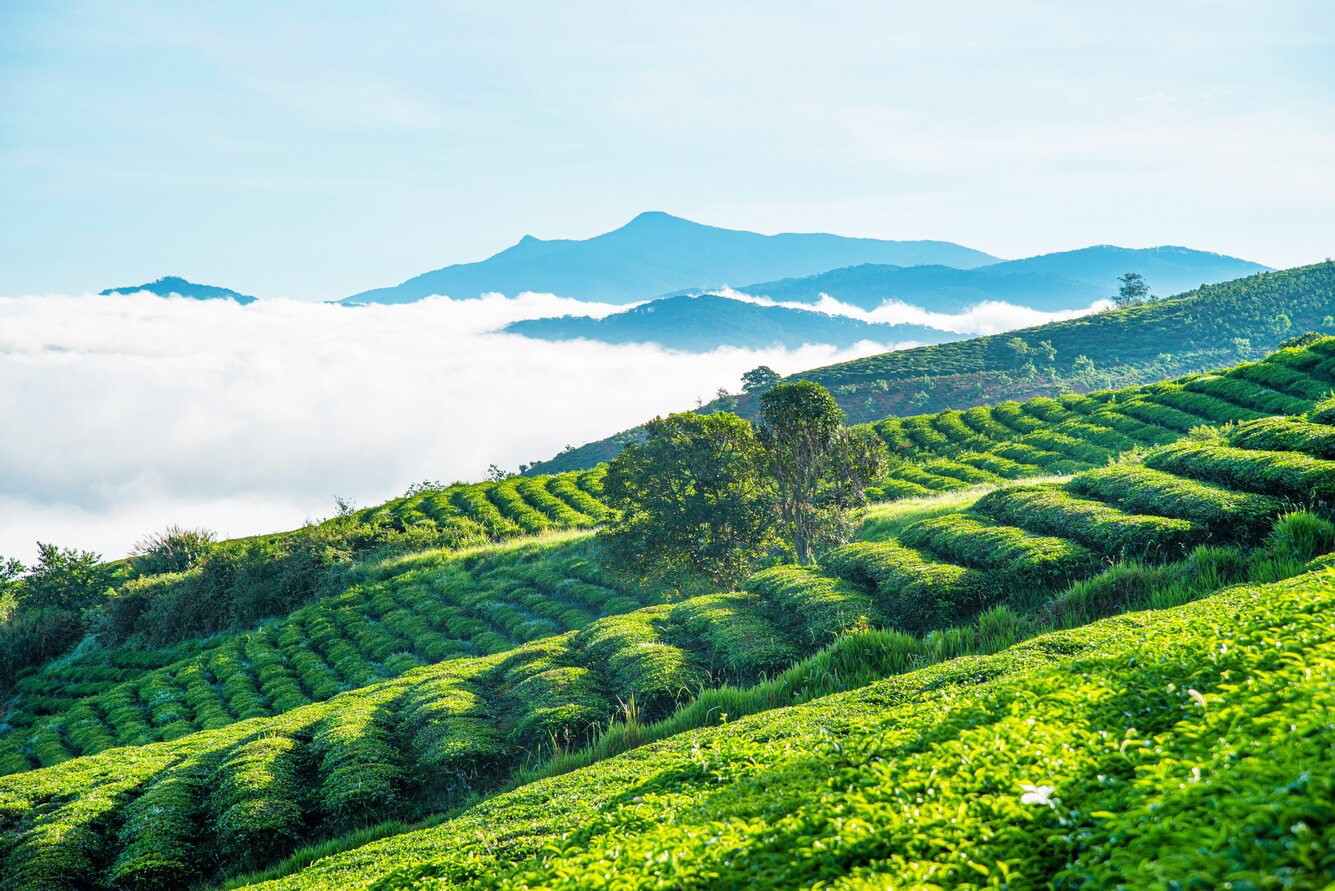 Biển mây cuộn lên trong ánh bình minh nhìn từ cầu gỗ săn mây Cầu Đất.