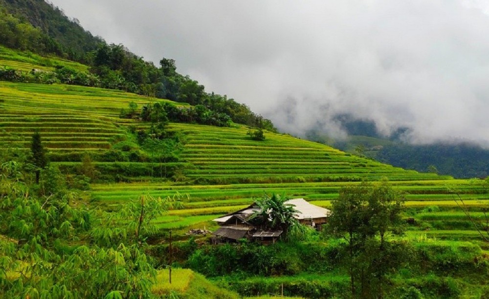Ruộng bậc thang Hoàng Su Phì mùa lúa chín