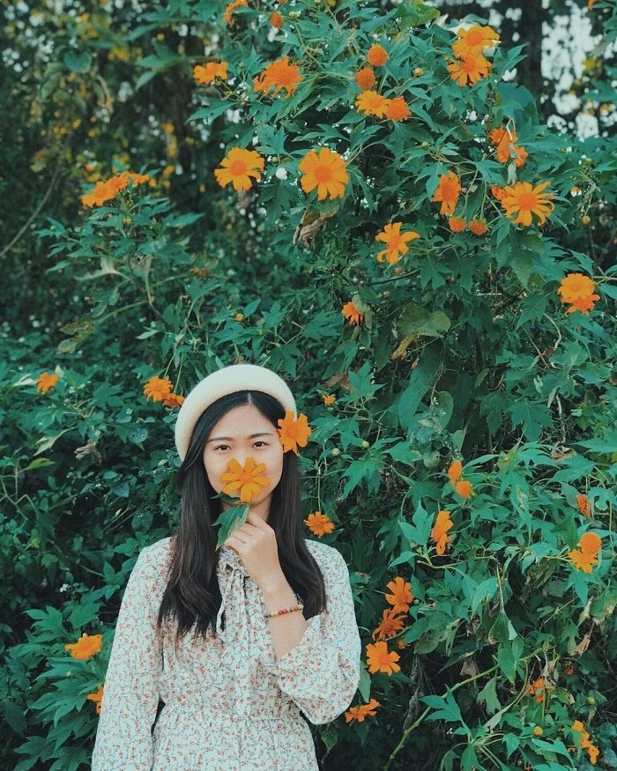 Con đường hoa dã quỳ rực rỡ dẫn lối lên Núi Hàm Rồng