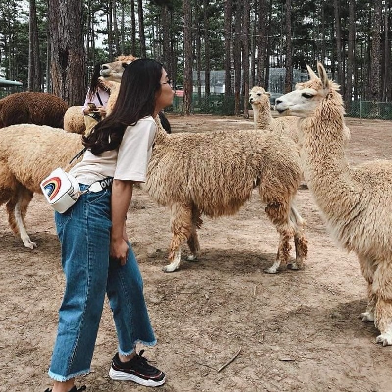Cảnh quan tại ZooDoo với các loài động vật thân thiện