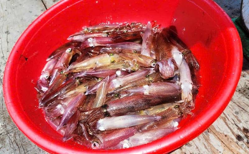Mực nhảy tươi ngon
